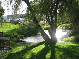 Picture of  Retention Pond and Tree by the Linden Tree outfall to the Columbia River